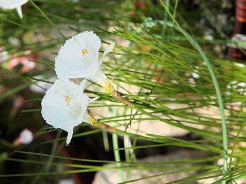 Narcissus albidus var. zaianicus f. albus