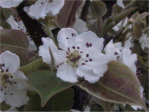 Pyrus pyrifolia var. culta