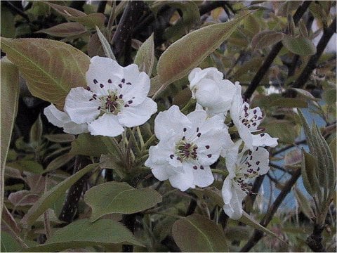 Pyrus pyrifolia var. culta
