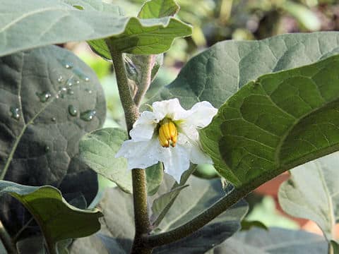 Solanum melongena