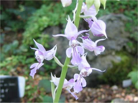 Calanthe reflexa