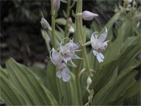 Calanthe reflexa