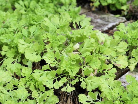 Tanacetum parthenium cv. Golden Moss