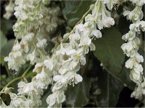 Polygonum aubertii