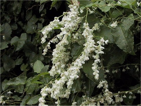Polygonum aubertii
