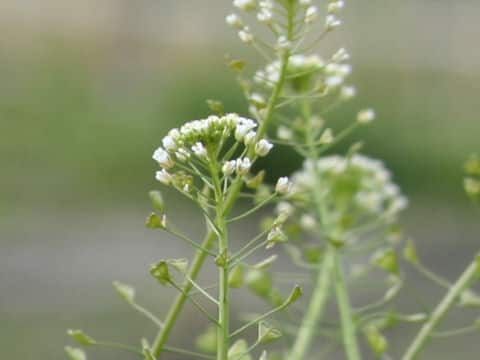 Capsella bursa-pastoris
