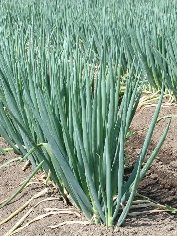 Allium fistulosum