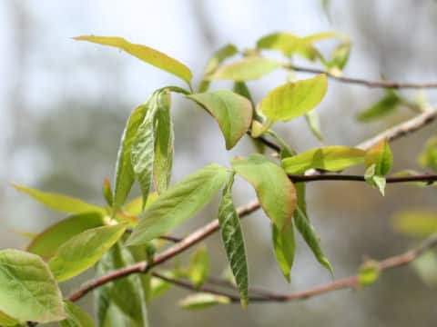 Lyonia ovalifolia var. elliptica