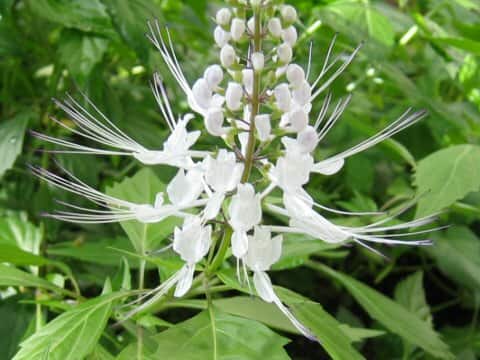 Orthosiphon aristatus