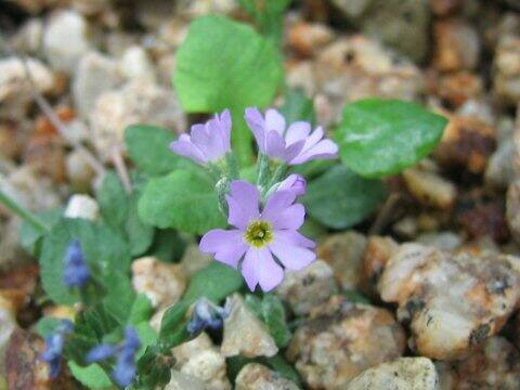 Primula coneifolia