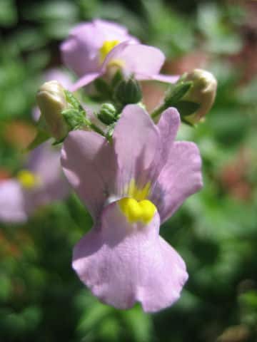Nemesia strumosa cv.