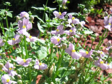 Nemesia strumosa cv.