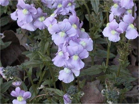 Nemesia strumosa cv. Melanie