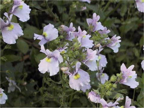 Nemesia strumosa cv.