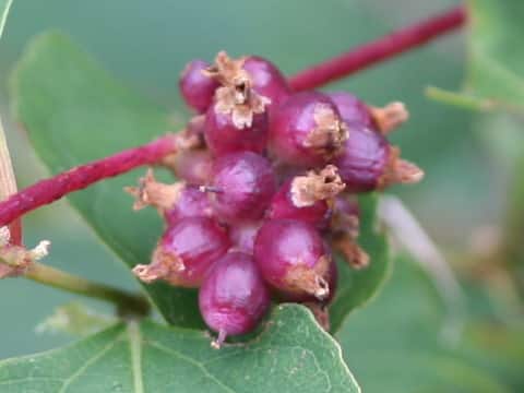 Cuscuta japonica
