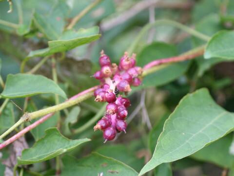 Cuscuta japonica