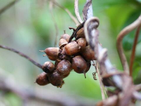Cuscuta japonica