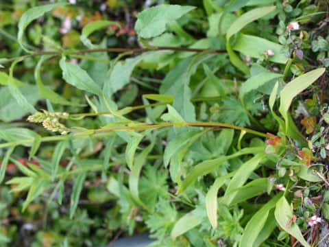 Aletris foliata