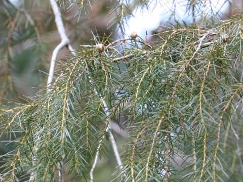Juniperus rigida
