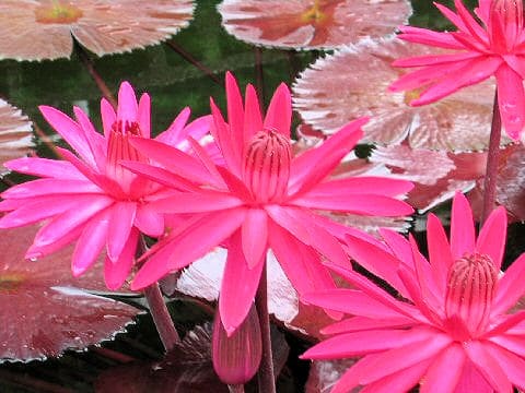 Nymphaea cv. Red Flare