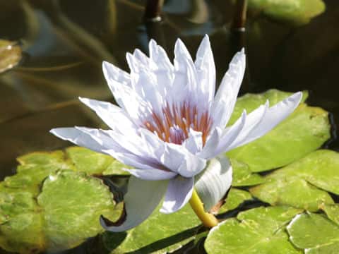 Nymphaea cv. Mrs. Edwards Whintacker