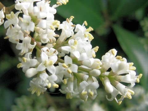 Ligustrum japonicum