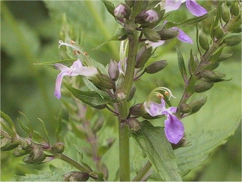 苦草(ニガクサ)はどんな植物？ わかりやすく解説 Weblio辞書