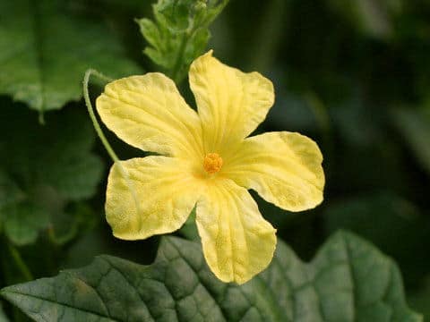 Momordica charantia