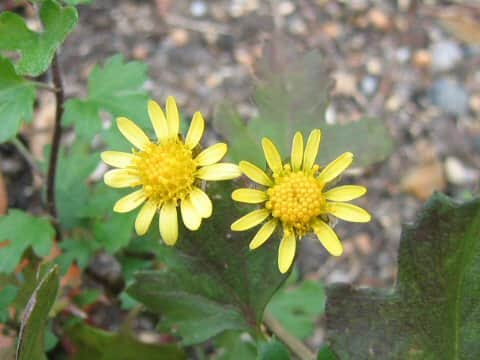 Chrysanthemum x shimotomaii