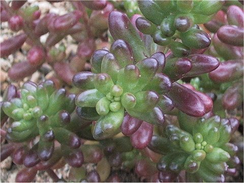 Sedum rubrotinctum