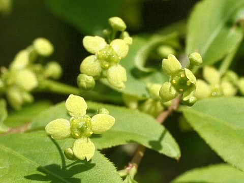 Euonymus alatus