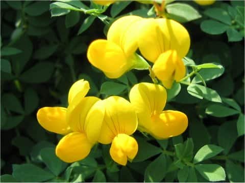 Lotus corniculatus var. japonicus f. versicolor