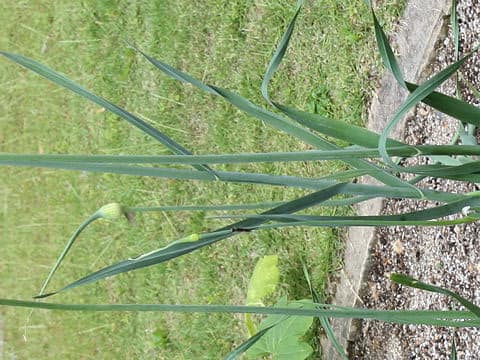 Allium sativum