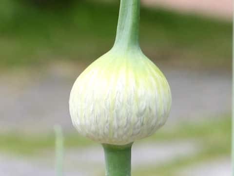 Allium sativum