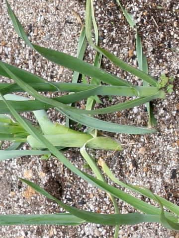 Allium sativum