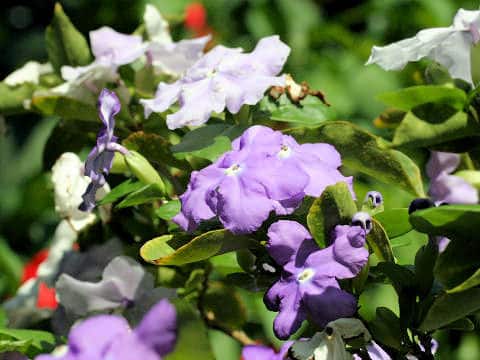 Brunfelsia australis