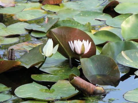 Nymphaea odorata