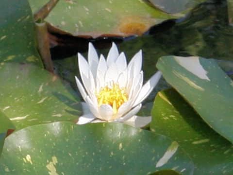 Nymphaea odorata