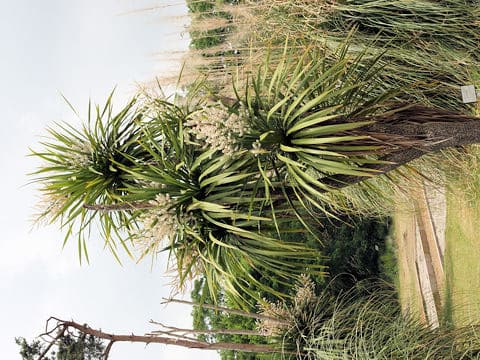 Cordyline australis