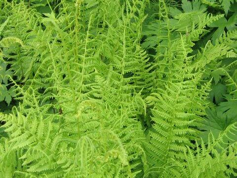 Thelypteris nipponica