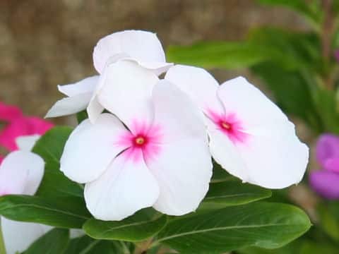 Catharanthus roseus