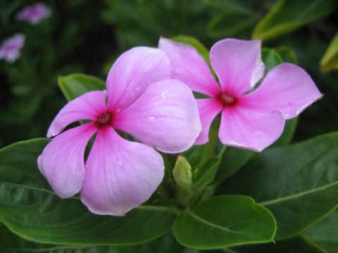 Catharanthus roseus