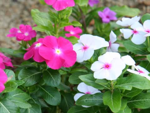 Catharanthus roseus