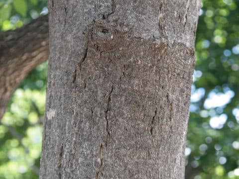 Ailanthus altissima