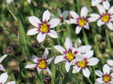 Sisyrinchium atlanticum