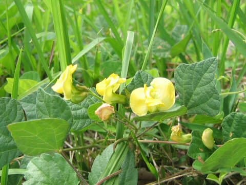 Dunbaria villosa