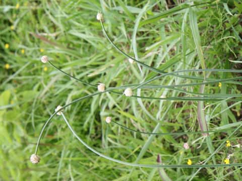 Allium grayi