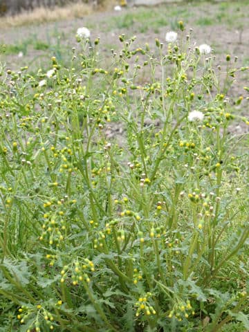 Senecio vulgaris