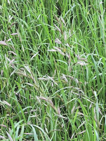 Bromus sitchensis