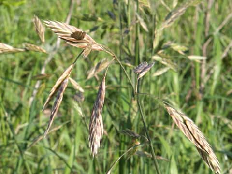 Bromus sitchensis
